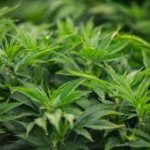 Marijuana Dispensary