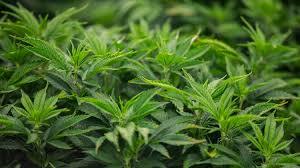 Marijuana Dispensary