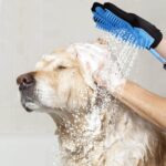 Dog Bath and Brush Services Ocala