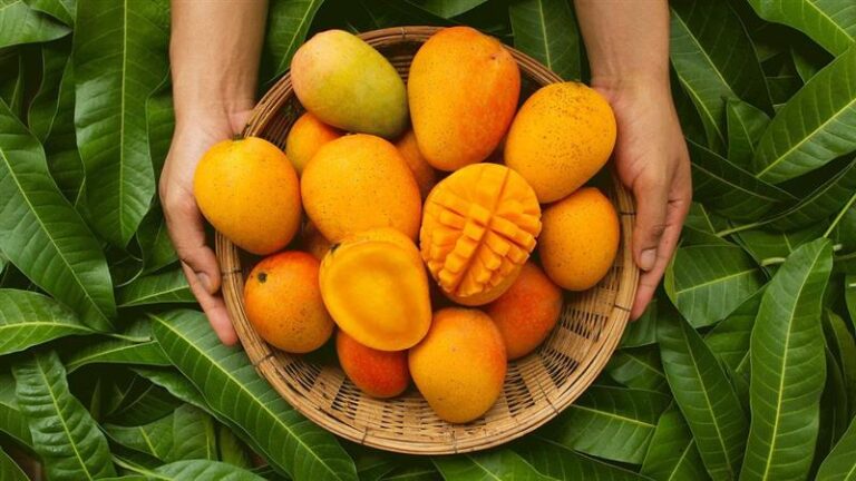 Chaunsa Mango