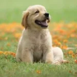 The Ultimate Guide to Choosing the Best Pooper Scooper for Your Pet