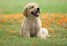 The Ultimate Guide to Hassle-Free Dog Waste Management: Why Every Pet Owner Needs the Right Tools