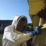 Bee-Safe Solutions for Managing Bees Near Entryways