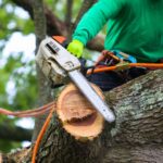 Tree Removal Services