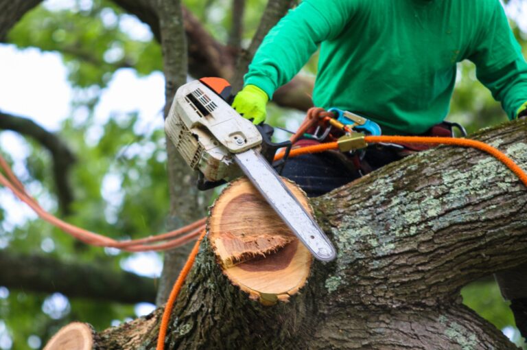 Tree Removal Services